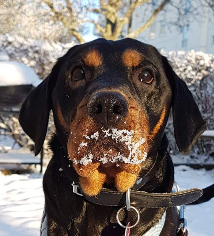 Забивная собака