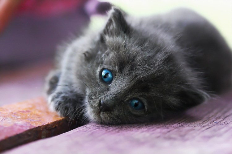 Серый котёнок с голубыми глазами