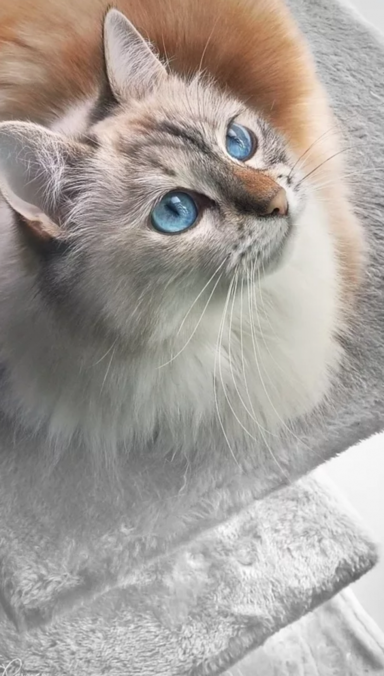 Бирманская голубоглазая кошка