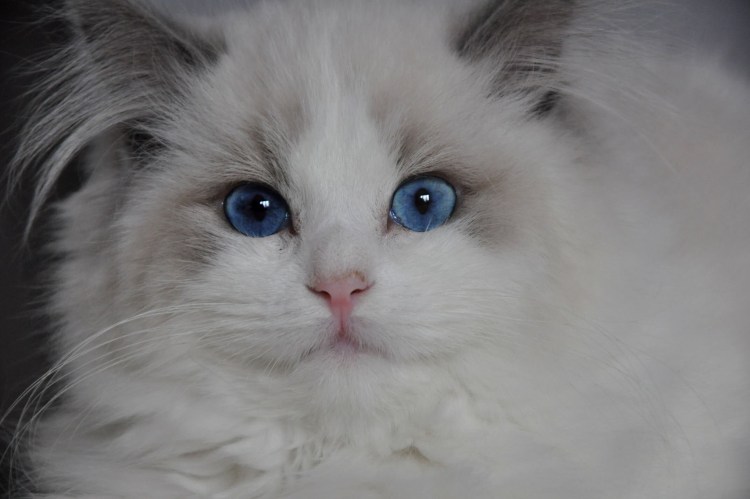Рэгдолл и Сибирская кошка
