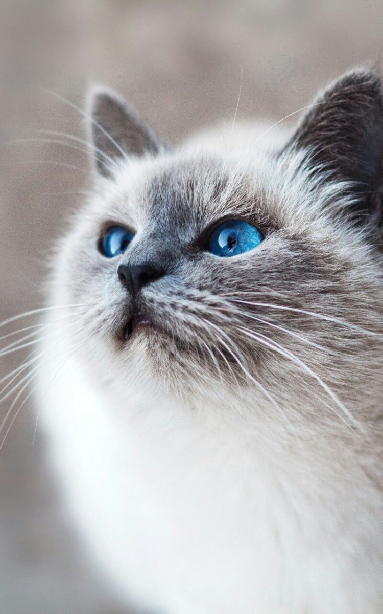 Балинезийский Рэгдолл