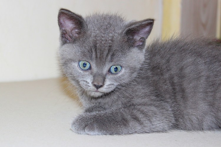 Сибирский Нибелунг длинношерстный кот дымчатый