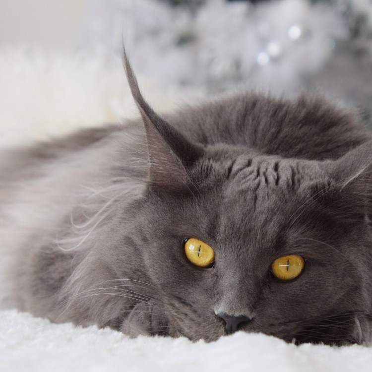 Сибирская голубая длинношерстная кошка