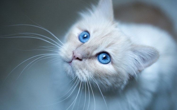 Рэгдолл и Сибирская кошка