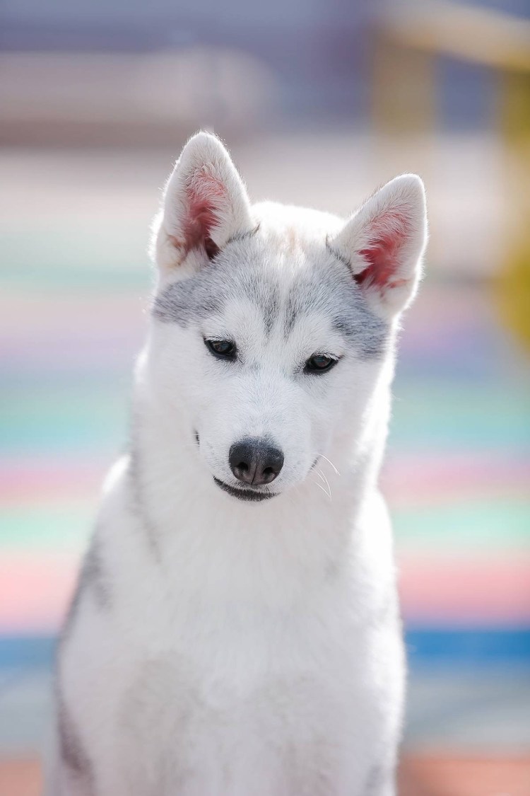 Сибирский хаски альбинос