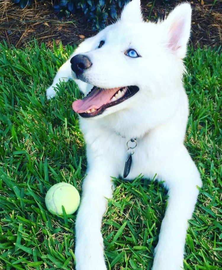 Белая лайка и хаски