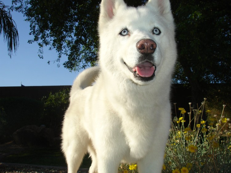 Белый хаски