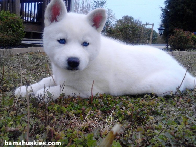 Хаски белого окраса