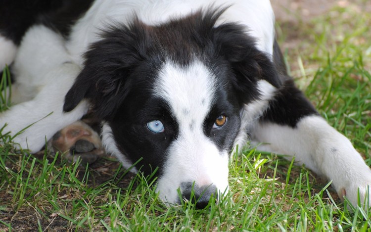 Бордер колли белый