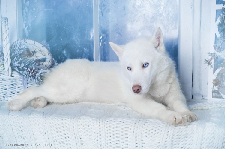 Маккензи Ривер хаски белый