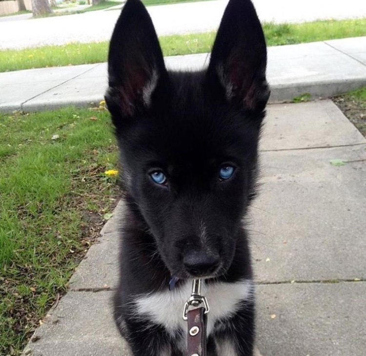 Черный хаски агути и чёрная овчарка