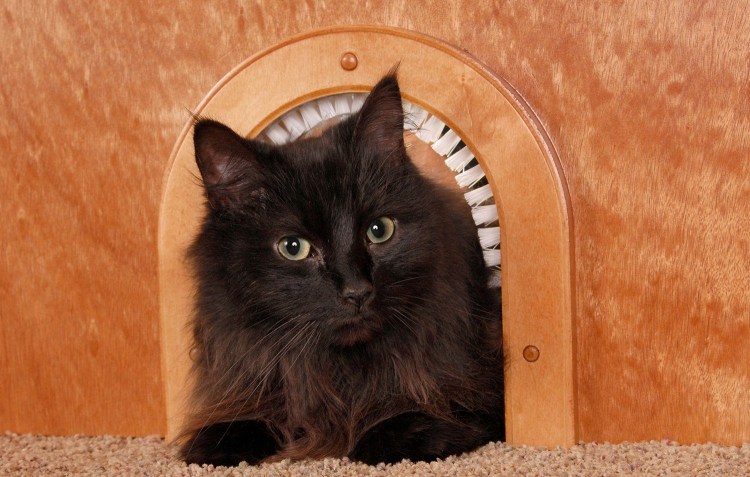 Кошачий ЛАЗ В двери