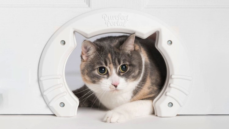 Отверстие в двери для кошки