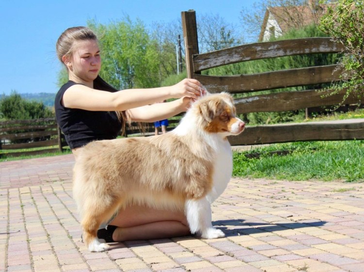 Американская овчарка аусси