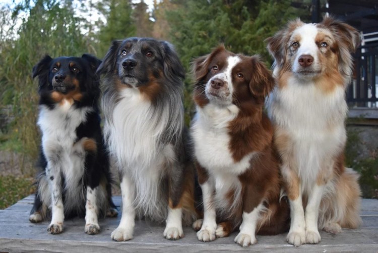 Австралийская овчарка аусси мини