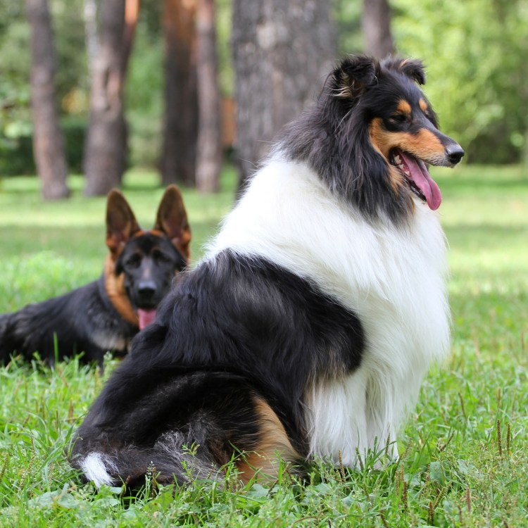 Австралийская овчарка аусси мини