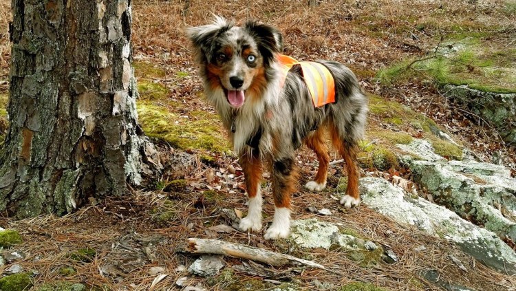 Австралийская овчарка аусси РКФ