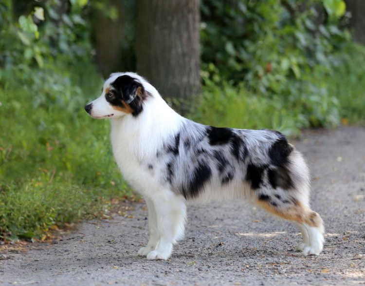 Американская карликовая овчарка