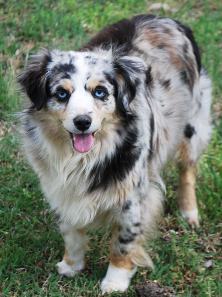 Американская овчарка мини аусси