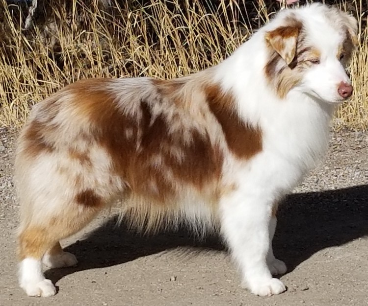 Австралийская овчарка очесы