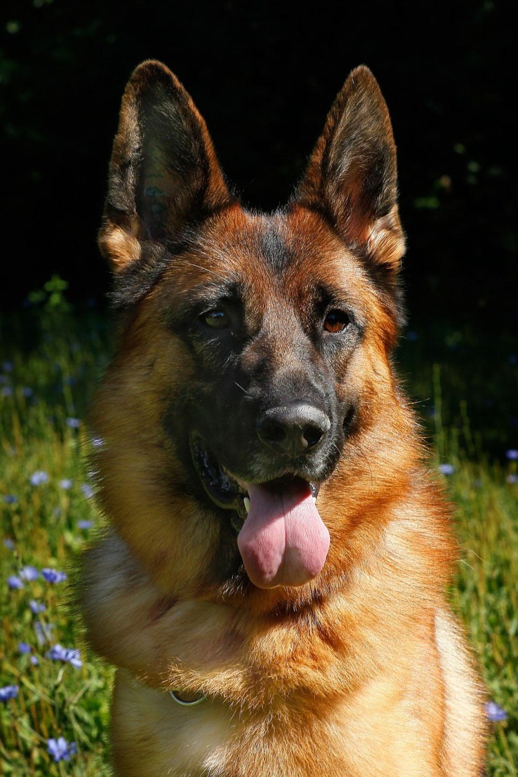 Уэльский колли стойка