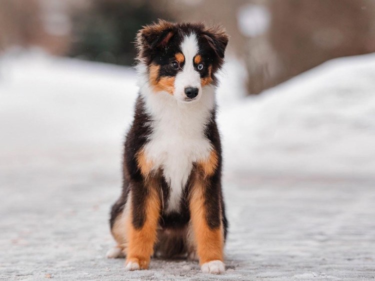 Австралийская овчарка аусси мини