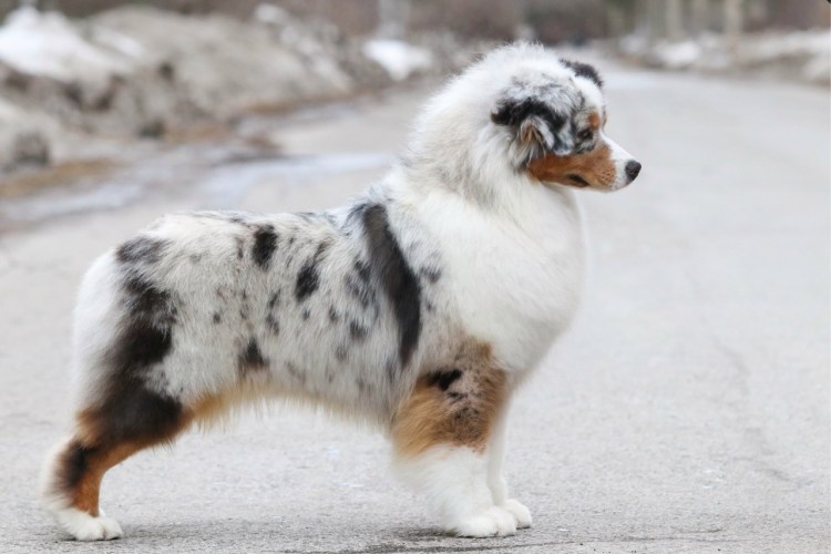 Мини овчарка аусси