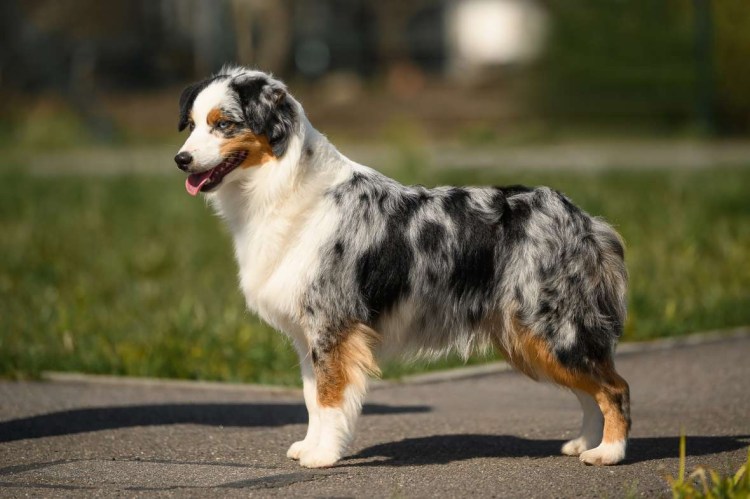 Аусси красный Триколор