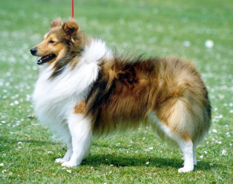 Северо-американская миниатюрная австралийская овчарка