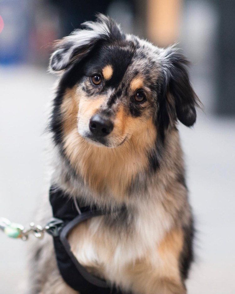 Американская овчарка аусси