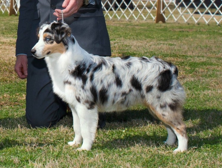 Австралийская овчарка щенки