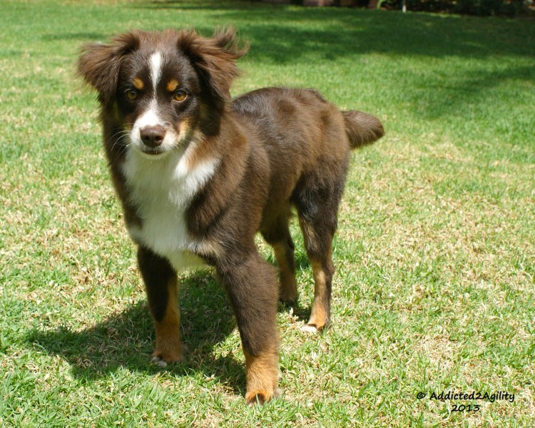 Мини американская овчарка