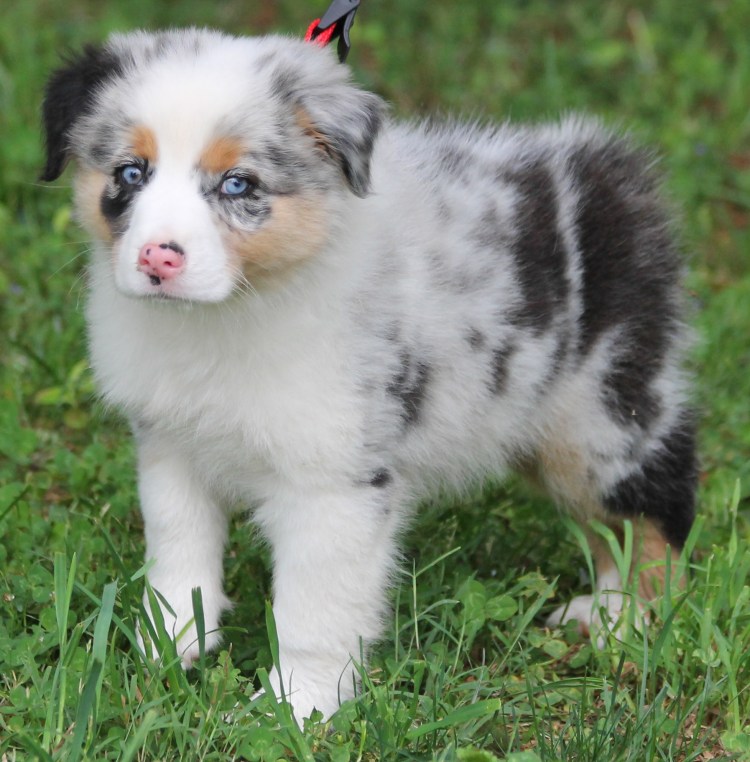 Австралийская овчарка очесы