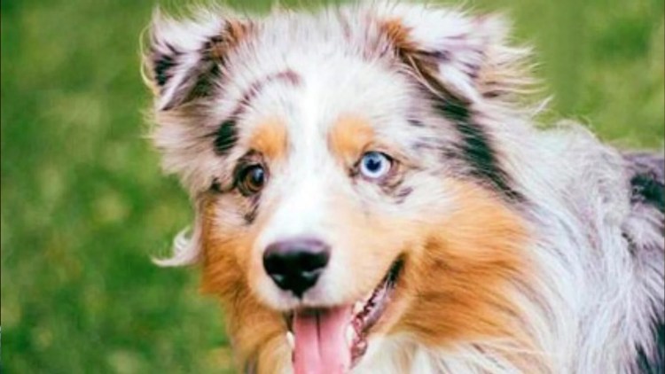 Мини овчарка аусси