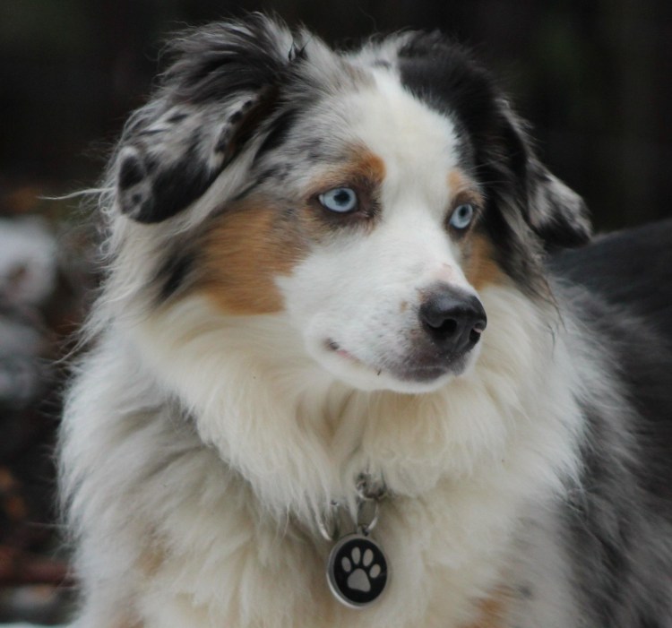 Афганская овчарка аусси