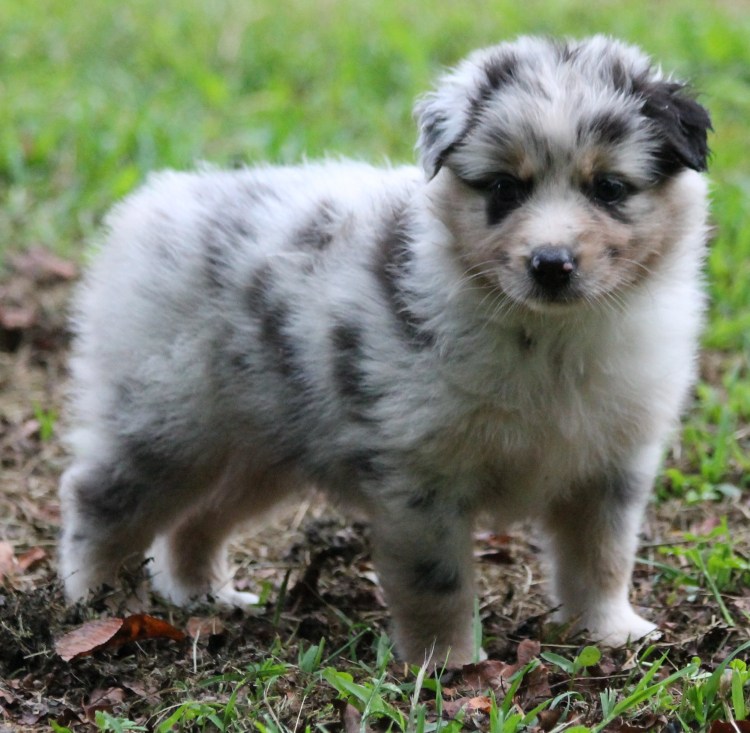 Аусси в ПСС