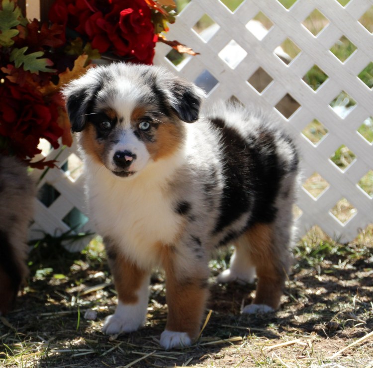 Карликовая аусси австралийская овчарка
