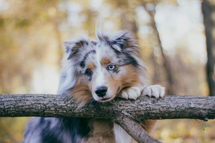 Австралийская овчарка аусси мини