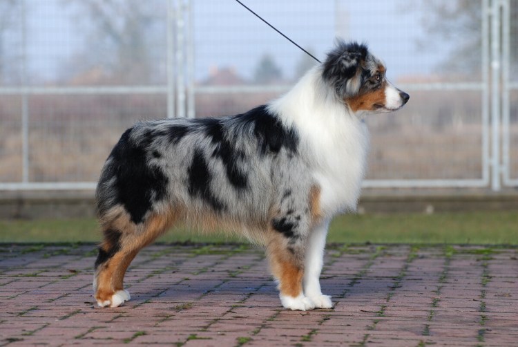 Американская овчарка аусси