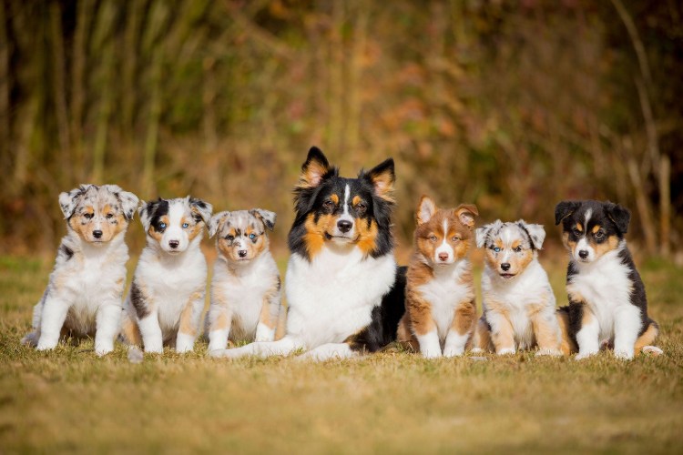 Карликовая австралийская овчарка