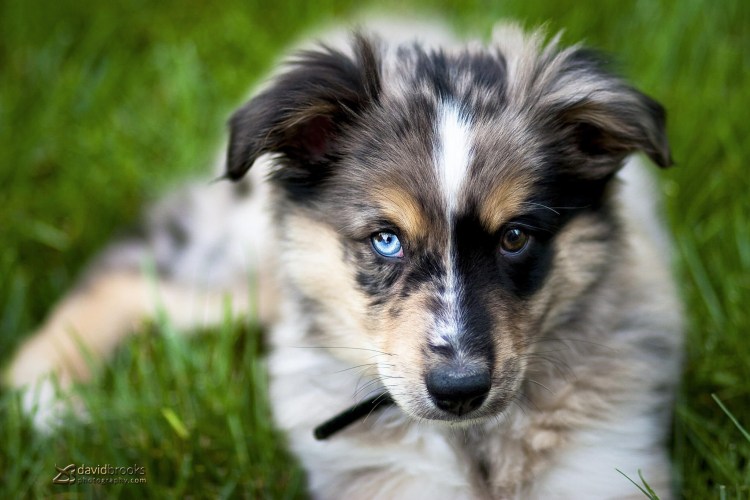 Аусси порода щенки