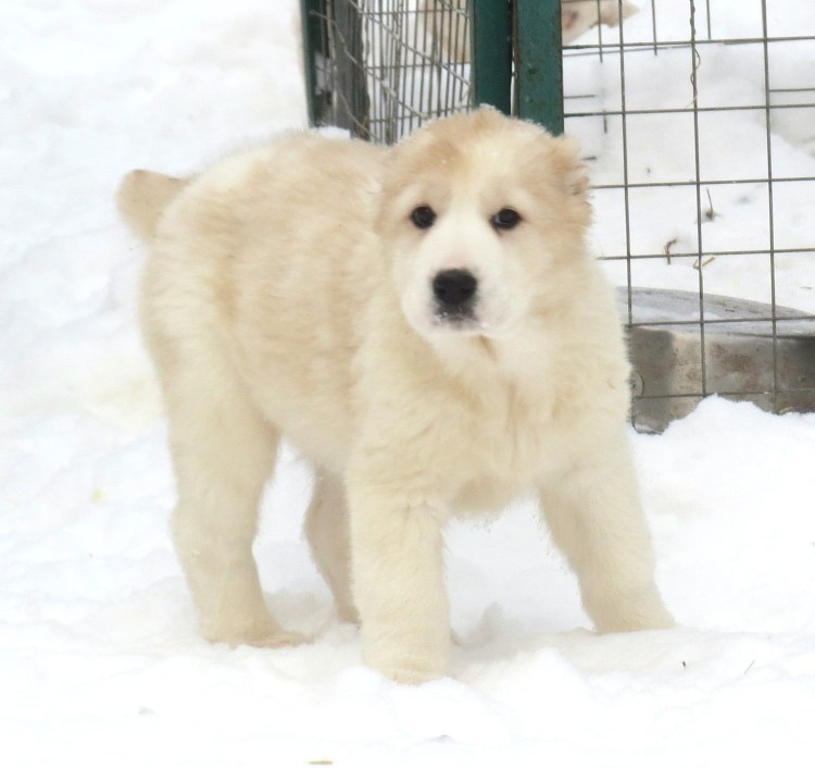 Алабай альбинос