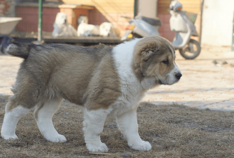 Собачьи бои волкодав 2022