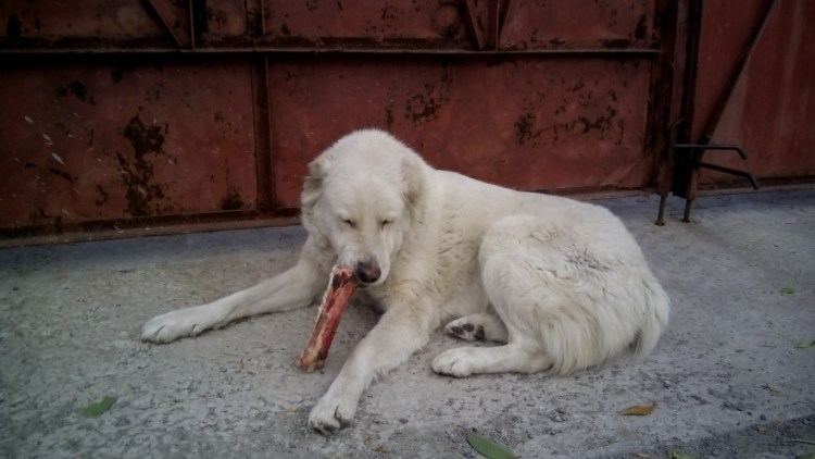 Среднеазиатская овчарка собачьи бои