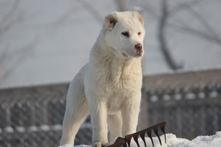 Аламан собака