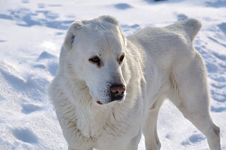 Тобет собака