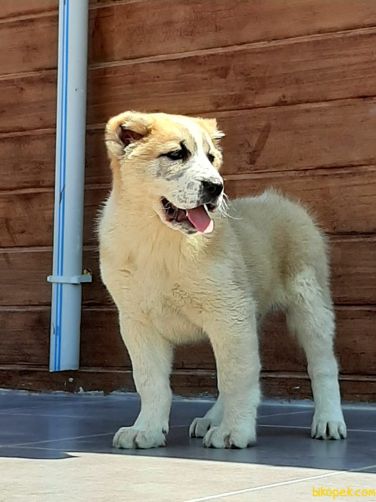 Собака Среднеазиатская овчарка алабай