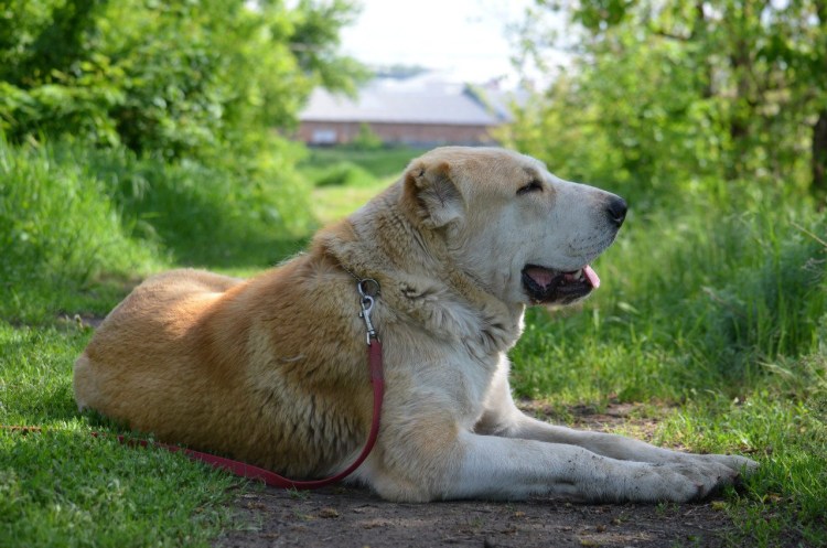 Среднеазиатская овчарка собачьи бои
