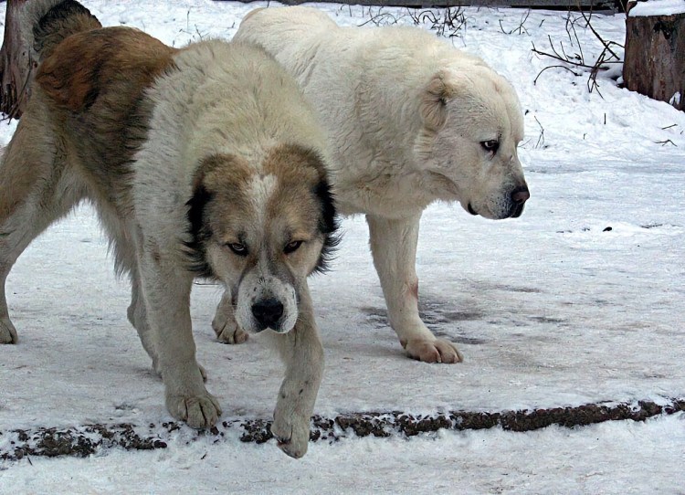 Собака Киргиз