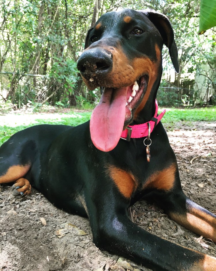 Ротвейлер и Доберман